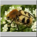 Trichius sp - Pinselkaefer 07.jpg